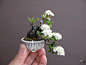 Small flowering bonsai