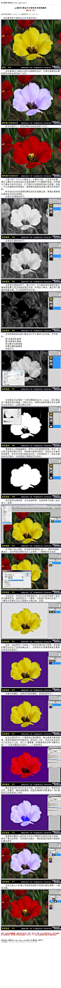 #风景调色#《photoshop利用计算命令计算选区和更换颜色》 通过计算命令制作出精确的选区，并通过通道混合器把黄色的郁金香变成了白色。 教程网址：http://bbs.16xx8.com/thread-168490-1-1.html