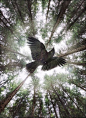 The Crow by John Wilhelm on 500px
