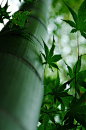 Static by Yuuko Nishiwaki on Fivehundredpx
Japanese bamboo and maple