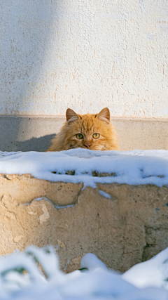 琴子欧尼采集到Photography and cats