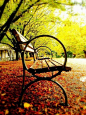 concentric circles in a park bench