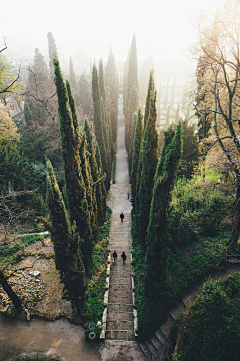 蛇胆枇杷鹿采集到风景