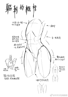 灬麦田守望者灬采集到男女躯体肌肉与技法