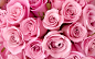 粉色玫瑰高清壁纸 第9页-ZOL桌面壁纸