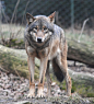 1200px-European_grey_wolf_in_Prague_zoo.jpg (1200×1319)