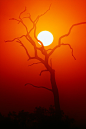 Dead Tree silhouette and glowing sun by JohanSwanepoel_00

