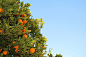 水果, 自然, 橘子, 天空, 树