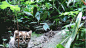 黑足猫，自然界最小型的猫科动物之一。别看这货个头小，人家敲凶的！ ​​​​