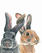 Bunnies: 