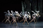 蒙特卡洛芭蕾舞团的《天鹅湖》