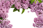 高清紫色的花卉34200_花卉写真_花卉类_图库壁纸_联盟素材