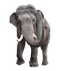 大象1png (15)