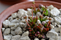 红稚儿 crassula pubescens