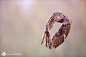 雕鸮 Bubo bubo 鸮形目 鸱鸮科 雕鸮属
Fly by Stefano Ronchi on 500px