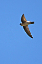 白腰金丝燕 (Aerodramus spodiopygius)雨燕目 雨燕科 金丝燕属
White-rumped Swiftlet (Aerodramus spodiopygius)