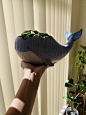 其中包括图片：Whale potted plant 