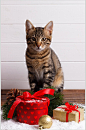 高级悦目圣诞节猫咪摄影图