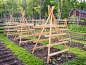 Squash, pumpkin and cucumber trellises ready to be climbed....