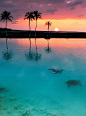 〜〜日落在Kiholo湾〜迷人的热带日落，棕榈树和海龟，夏威夷 〜〜
