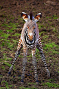 Baby Zebra