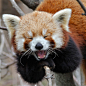 There aren't nearly enough red pandas here : Imgur: full of all the magic and wonders of the Internet.