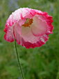  粉红色罂粟，伞和雨