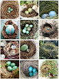 love nests!