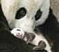 大熊猫——舐犊情深