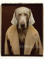 【最新图片】汪星人拍大片？麦丝玛拉 (Max Mara) 摄影系列特展Dogs in Coats：温暖单身汪，大衣在手别再瑟瑟发抖啦！_图1_海报时尚网图片库