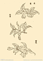 芥子园画谱 花卉大图 点击还原