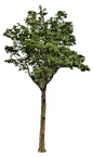 Tree 2 PNG.. by Alz-Stock-and-Art on deviantART