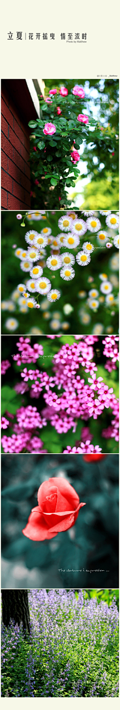 RebeccaH采集到花非花❀雾非雾