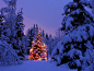 General 1600x1200 Christmas Christmas Tree winter snow christmas lights forest