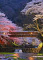 Cherry blossoms in Kyoto, Japan: 