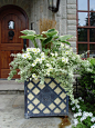 hosta and yellow petunias