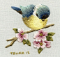 想绣出一副好的刺绣作品不容易，要绣出这么栩栩如生的小鸟更是不容易，下面让我们看看由南非艺术家Trish Burr刺绣的这一系列生动活泼的小鸟。