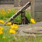 日本摄影师simabossneko镜头下的小野喵，优哉游哉的好羡慕 ​​​​