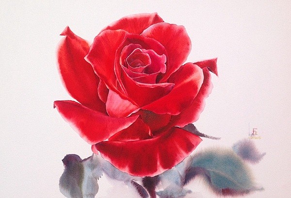 水彩玫瑰 | 绘画：Sattha Hom...