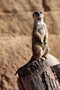 Suricata VI by DSPHolthaus