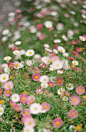 pink daisys