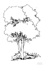 景观植物单体手绘 线稿和马克笔 - 景观手绘 - 绘世界网