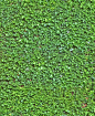 ivy wall seamless texture                                                       …: 
