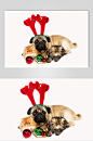 圣诞节装饰动物图片