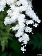 花瓣网：#花瓣花语录#石楠，蔷薇科石楠属木本植物。有淡紫、红、白等色，一蓓数花，具有长柄。最是那一树的洁白，纯粹的美好，随风摇曳中飘落了一地的花瓣。白色石楠花语：持久、保护、愿望成真！来自→http://t.cn/zOHxHsi 摄影|Kaz Watanabe