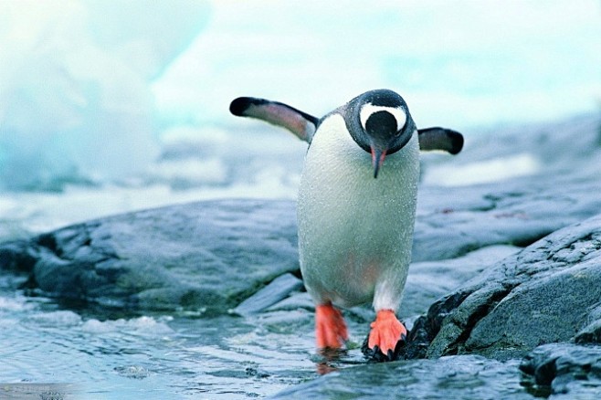可爱的企鹅
