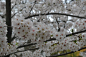 鸡鸣寺的樱花P1---P2：樱花，一般指的是蔷薇科樱属植物的花朵统称，原产北半球...