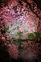 Cherry Blossom, Tokyo, Japan #美景# #摄影师# #摄影比赛# #壁纸#