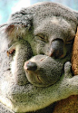 koala mum & babby