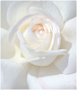 pretty white rose ~ good lighting